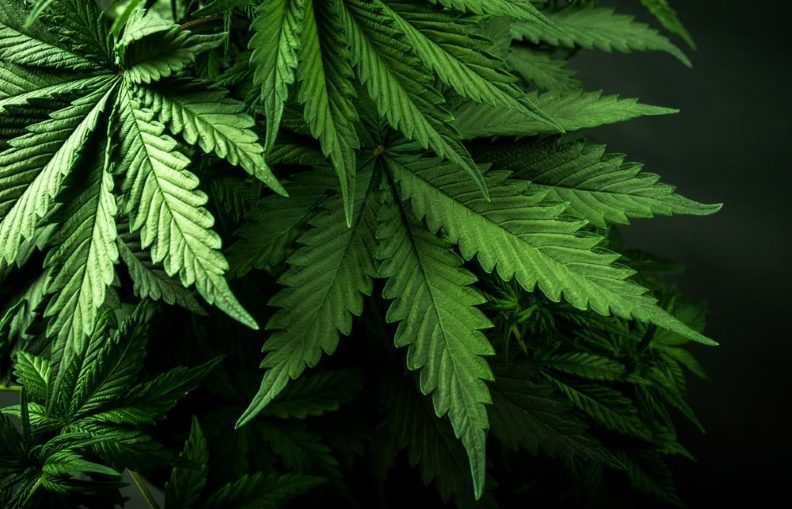 cannabis