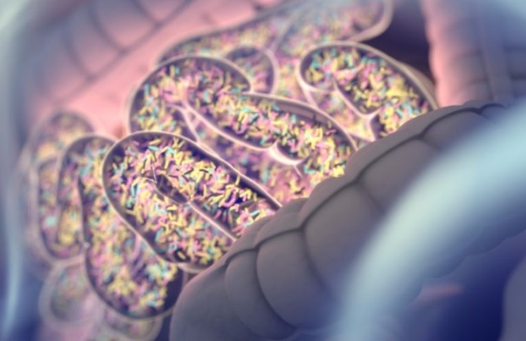The gut microbiome