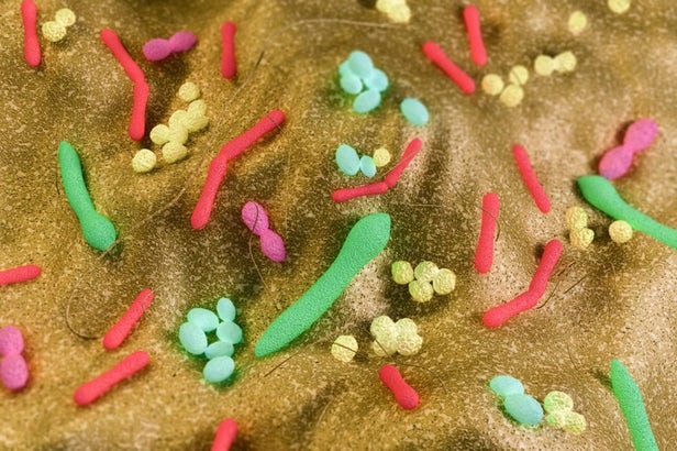 Bacteria in the gut is now thought to influence brain activity and even mood