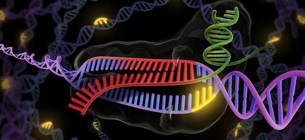 CRISPR - revolutionary new tool to cut and splice DNA.